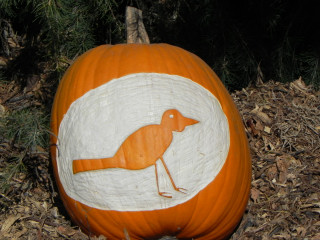Aged Bird, Nipomo Pumpkin Patch best carving idea